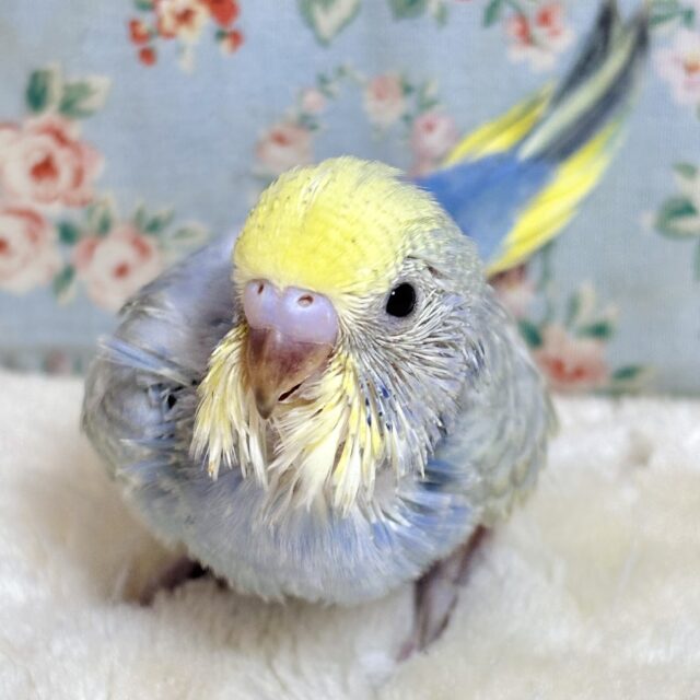セキセイインコ パステルレインボー 🌈✨💙