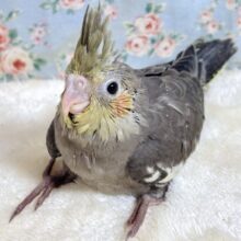 オカメインコ  ノーマル  🩶( ･θ･)ノ🩶