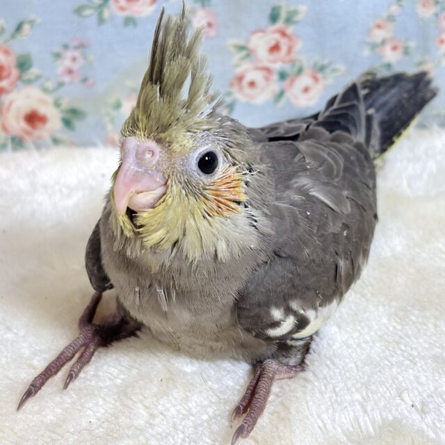 オカメインコ ノーマル 🩶( ･θ･)ノ🩶