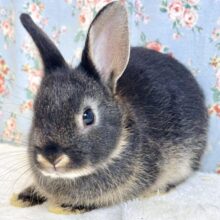 ネザーランドドワーフラビット  ブラックオター  男の子  🖤⸝·⸝⋆꙳
