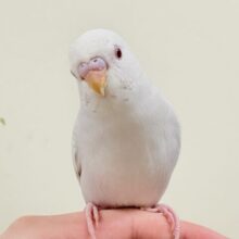 【最新動画】どこから見ても美しすぎます✨️セキセイインコ（ファロー）ヒナ