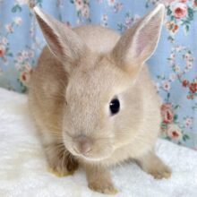 ネザーランドドワーフラビット  オレンジ系  男の子  🧡🫧☆*。