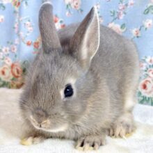 ネザーランドドワーフラビット  オパール  女の子  💎🫧･.｡*