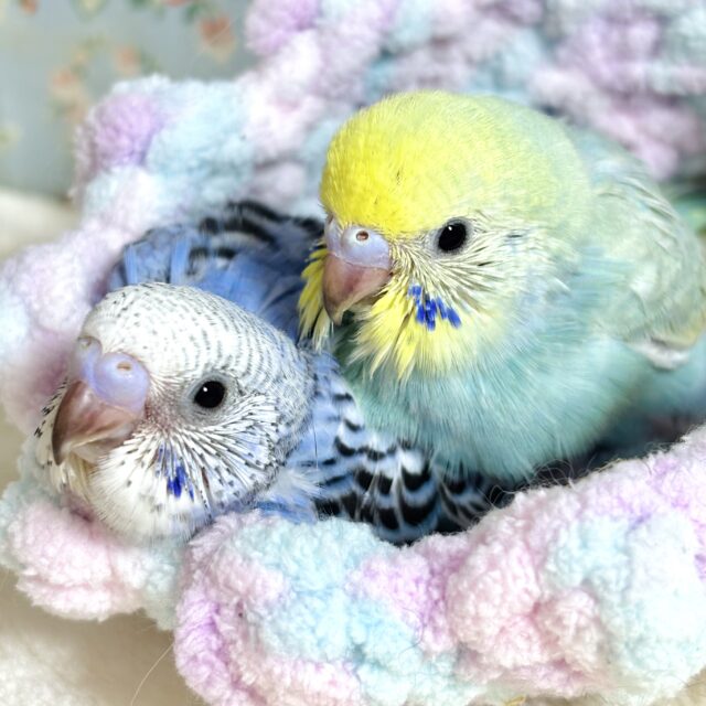 セキセイインコちゃんず2羽来てくれました〜💙🌈･.｡*･.｡*