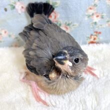 桜文鳥  🌸🐦𖤐* °.