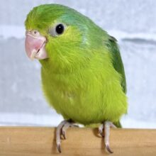 マメルリハ  ノーマルグリーン  女の子   ☘️🍏