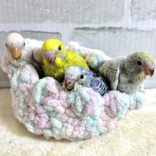 セキセイインコちゃんず入舎です！🔆｡°