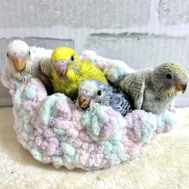 セキセイインコちゃんず入舎です！🔆｡°