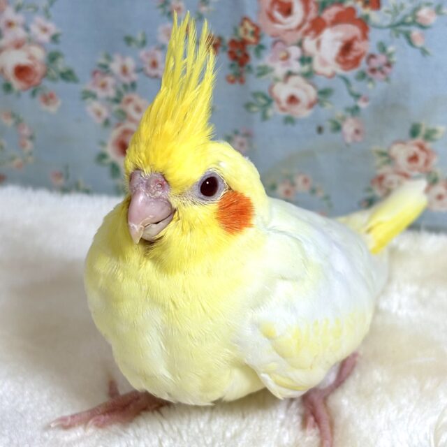 オカメインコ ルチノー 💛🍋🧡