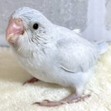 マメルリハ  ダイリュートホワイトライラック  男の子  ❄️‎🤍∗*ﾟ