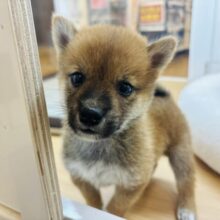 僕の可愛さでとろけさせちゃう♥柴犬くん！