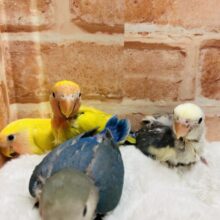 ⭐️⭐️コザクラインコフェア開催⭐️⭐️