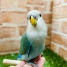 ①【☆最新画像更新☆】やっぱりこのカラーだよね✨　コザクラインコ（ブルーチェリー）