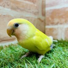 ②輝くボディは太陽のよう🌞🌞🌞　コザクラインコ（ゴールデンチェリー）