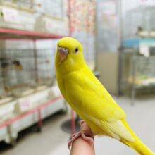 【☆最新画像更新☆】ルチノーカラーのセキセイちゃんがやって来ましたよ～🐤🐤　セキセイインコ