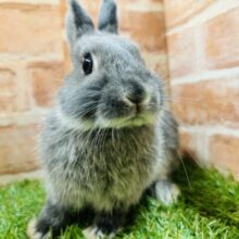 おっとりマイペース🐰🐰🐰　ネザーランドドワーフ（ブルーオター）