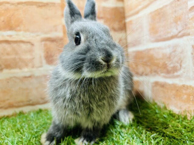 おっとりマイペース🐰🐰🐰　ネザーランドドワーフ（ブルーオター）