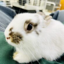 【最新画像更新☆☆】どんなサイズ感に成長するのかな～？？　ミニウサギ