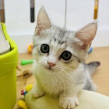 可愛さなら誰にも負けない！？マンチカンちゃん！