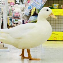 【最新画像更新☆☆】将来は綺麗な白衣の天使👼　コールダック