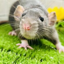 ツヤツヤの健康ボデイ☆モチモチです( *´艸｀)　ファンシーラット