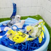 夏の柏フェス開催します！！　鳥さんバージョン(^_^)v