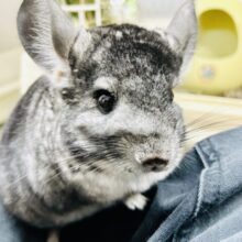 甘えん坊ロードを疾走中！？　チンチラ