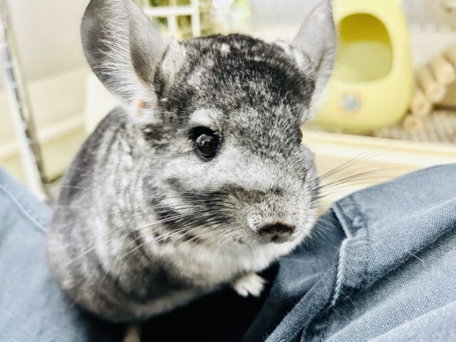 甘えん坊ロードを疾走中！？　チンチラ