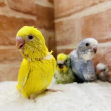 夏休みフェア開催❕❕🌊🍉🐞🎇🐤