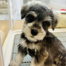 おっと〜りだけど好きは全力♡ミニチュアシュナウザーちゃん！