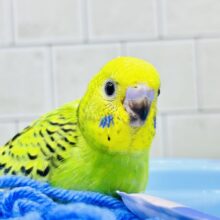 暑い日は木漏れ日の下で一休み🍃　セキセイインコ