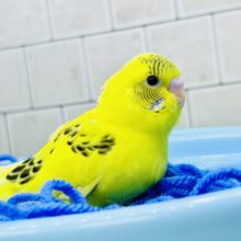 【最新画像更新☆☆】毛糸のプールにレモンを添えて・・・　セキセイインコ