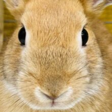 🐰🐰🐰🐰ミニウサギ（オレンジ系）🐰🐰🐰🐰