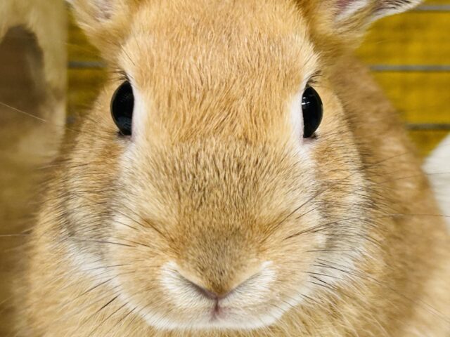 🐰🐰🐰🐰ミニウサギ（オレンジ系）🐰🐰🐰🐰
