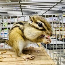 【最新画像更新☆☆】活発にかまってちゃん♪♪　シマリス