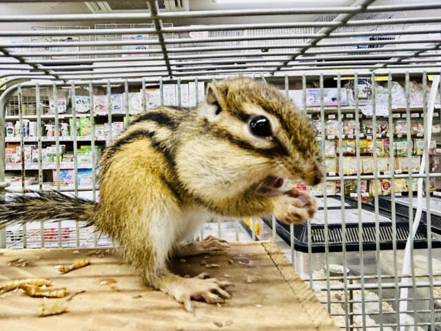 【最新画像更新☆☆】活発にかまってちゃん♪♪　シマリス