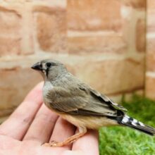 キンカチョウさんがやって来ましたよ～🎵　（ノーマル）