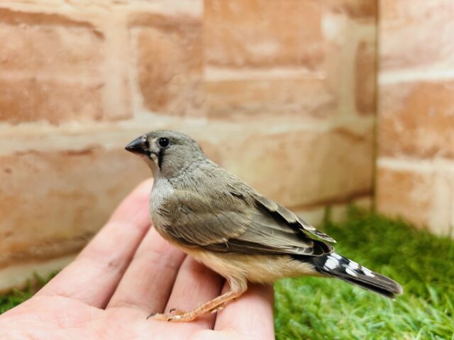 キンカチョウさんがやって来ましたよ～🎵　（ノーマル）