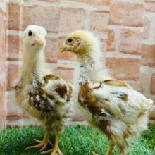 ボリスブラウンさんのご登場🐓🐓🐓🐓