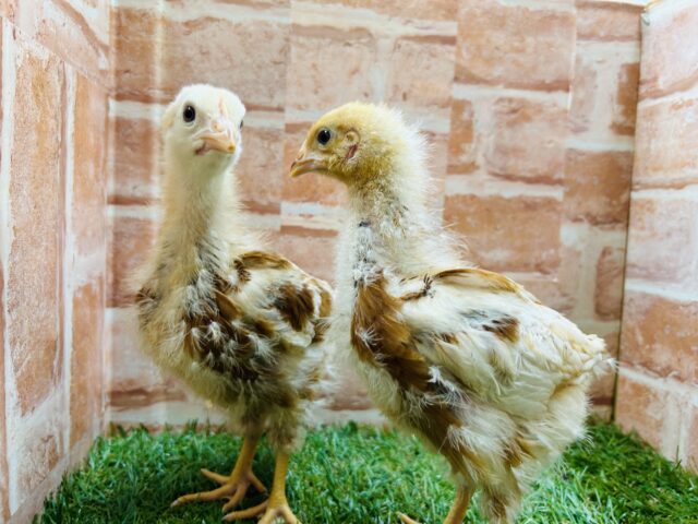 ボリスブラウンさんのご登場🐓🐓🐓🐓