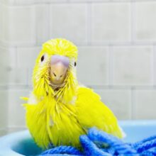 ハレバレユカイ？？　セキセイインコ