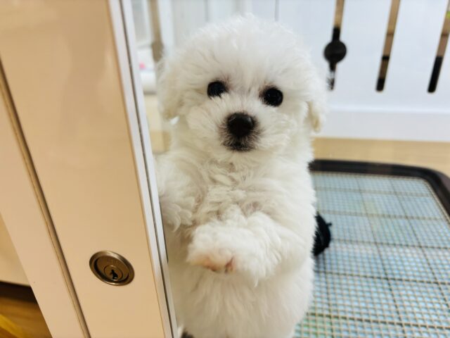 僕の溢れ出る愛をどうにかちて！ビションフリーゼくん！