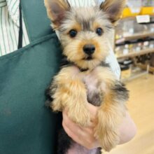 大好きを伝えさせて〜！ヨークシャーテリアくん！