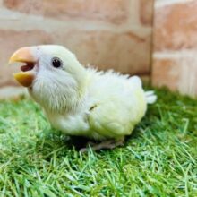 やさしい色のコザクラちゃんがやってきましたよ～💛💛💛　コザクラインコ（クリーム系）