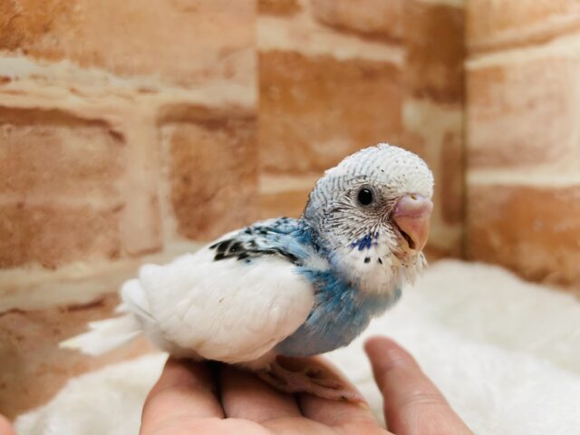澄み渡る青空カラー💙💙💙　セキセイインコ（パイド）