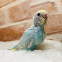 人気カラーのセキセイちゃんがやってきましたよ～💙💛💚💜　セキセイインコ（レインボー系）