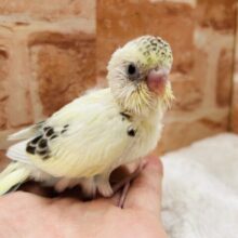 美しい色のセキセイちゃんがやってきましたよ～✨✨　セキセイインコ（四色ハルクイン）