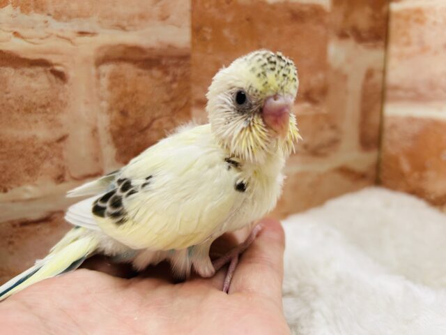 美しい色のセキセイちゃんがやってきましたよ～✨✨　セキセイインコ（四色ハルクイン）