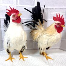 世界最小のニワトリ  セラマ  到着です！🐓⸒⸒✧*｡