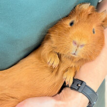 【最新画像・動画更新🪄】触れ合う程に溶けてゆく.*･ﾟロシアンモルモット(男の子)